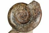 Free-Standing Fossil Ammonite (Hammatoceras) Pair - France #227337-1